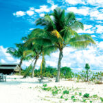 nattu_4776978041