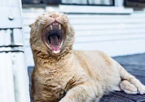 I just heared a good joke ! I just heared a good joke !