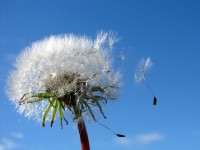 Aussiegall Aussiegall